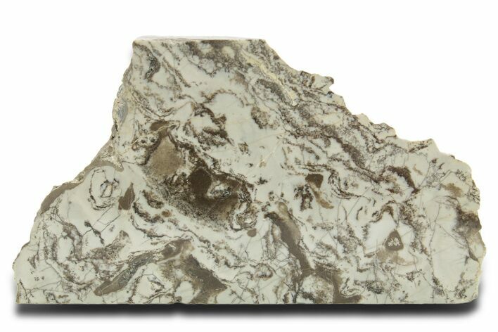 Polished Precambrian Stromatolite Slab - Siberia #363042